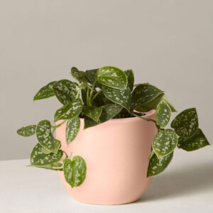 Silver Satin - Blush